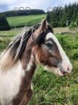 Domino, 3 Year Old Colt