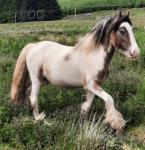 Domino, 3 Year Old Colt