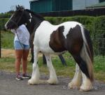 SD She's A Lady, 2 Year Old Filly
