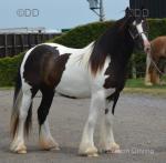 SD She's A Lady, 2 Year Old Filly