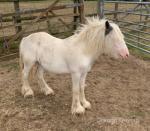 Yearling Colt