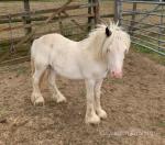 Yearling Colt