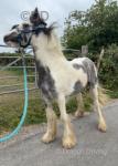 Jack, Yearling Colt
