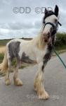 Jack, Yearling Colt