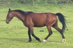 14.2hh Mare