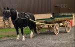 Welsh section D mare, 18 years old but still young at heart. Done weddings, funerals, pulled a wagon to Applebey, has been showed a handful of times and done very well. 