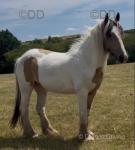 Ruby is a 5 year old mare, she stands at 14.3hh. She has a very kind nature, lives in or out and is fine with all other horses, never mareish.
