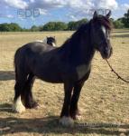 Outstanding 14.3hh four year old gelding, the perfect family cob wonderful manners and fantastic conformation. I have owned him since a foal, he has had the very best of upbringings and training. 