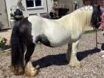 12.2hh Mare