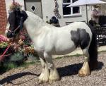 12.2hh Mare