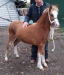 Yearling Welsh Section A Filly