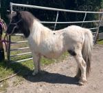 Yearling Shetland Filly 