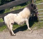 Yearling Shetland Filly 