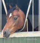 Welsh Section C 2 Year Old Filly 
