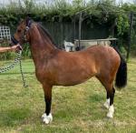 Welsh Section C 2 Year Old Filly 