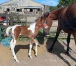 2 Year Old Filly