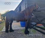 2 Year Old Fell Colt 
