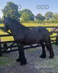 2 Year Old Fell Colt 