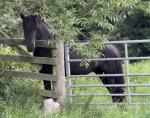 3 Year Old Fell Filly