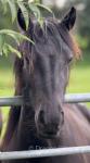 3 Year Old Fell Filly