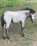 Shetland Filly
