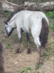 Shetland Filly