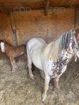 Mare, 6 years old with one month old lovely colt foal. 