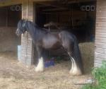 11.3hh Ride & Drive Gelding