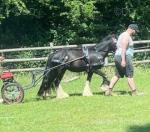 11.3hh Ride & Drive Gelding