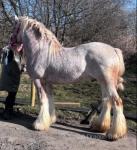 For sale 15.2hh 6 year old red roan stallion. Broken to ride and drive. He's grandson to the old blue and white horse, left some very good foals, ran with 30 mares this summer. 