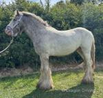 Bluey, a quality, very smart, flashy cob pony colt. He was broken last spring as a 3 year old then left out to mature. Bluey is just shy of 13hh, he is very quiet to handle and is to good to catch, box, clip & groom, bath, etc.... 