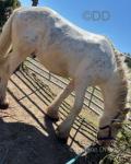 Atlas, beautiful colt here for sale, he's 2 years old - will make around 14.2-15hh once fully matured. This handsome boy has San Cler bloodlines and has a brilliant temperament. He is not coltish at all and has run with mares without being bothered by them. 