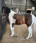 Scotlands Ryan, 6 year old 16hh Standardbred stallion. Bred very well, raced last winter, did well. Horse can go over 30mph no problem at all. His race name is Lexies Prince, been in couple of competitions. 