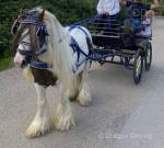 Red and white stallion for sale, King bred both sides. Coming 7 year old. 