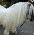 10.2hh Ride and Drive Stallion