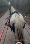 Flash, Gelding