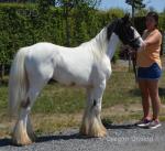 SD Spencer, Yearling Gelding