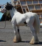 SD Spencer, Yearling Gelding