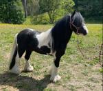 Ronnie is a 4 year old 12.2 traditional cob gelding. He would make a fab pony to teach lessons on. He rides and drives. He has been out in the heaviest of traffic and is quiet with everything coming past him. I drive him in a loose ring snaffle.  
