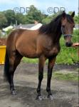 15.2hh 14 year old French trotter gelding, looking to enjoy a quieter life from racing. Lovely safe natured boy with plenty of miles left in tank for pleasure driving/riding. 
