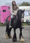Pablo, Gelding 