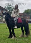 Pablo, Gelding 