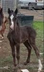 Very heavy 11.2hh cob mare 5 years old, has been broken to ride and drive. With 2 month old half bred filly at foot. Filly to make over 13.2hh. 