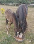 11.2hh Broodmare with Filly Foal at Foot