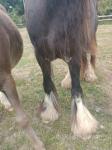 11.2hh Broodmare with Filly Foal at Foot