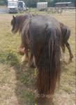11.2hh Broodmare with Filly Foal at Foot