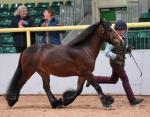 Titch 12.2hh welsh x cob, 7 years old. Good to: clip, farrier, dentist, vet, loads 1st time. No vices, never sickly or lame.
Absolute gentleman older than his years. Has done in hand showing behaved impeccably and always in the ribbons. 
