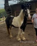 Nice little black and white cob pony, 3 year old mare, stands around 12.1h. Very quiet pony, she's like a dope on a rope, kids walk her about, picks all her feet up, easy to catch. 
