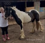 Ride & Drive Filly
