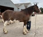 Flo, 17hh Clydesdales Mare in Foal